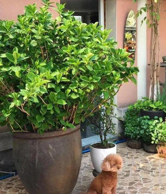 容器|家里有大水缸不要丢,拿来养花做容器,废物利用好处多