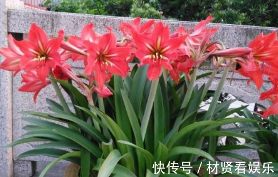 光照|养朱顶红，3个“禁忌”别触碰，否则叶子全黄，根系腐烂难开花