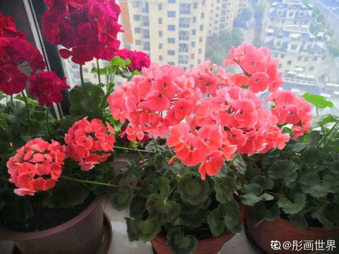 家里有这7种花,少浇水、不能晒,天热要休眠!
