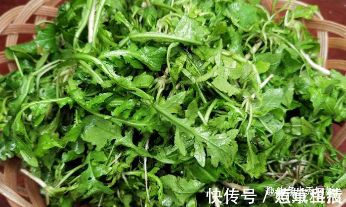 秋天，用此菜包饺子，比萝卜白菜营养，比韭菜鲜，再不吃就过季了