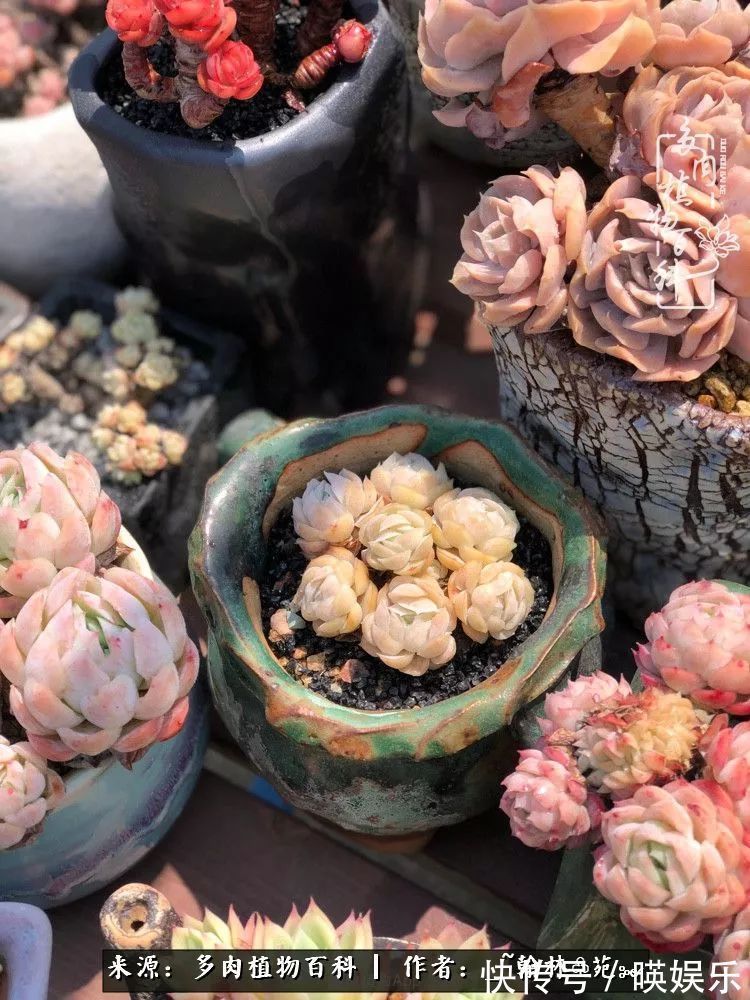 多肉花园梦青春正好,梦想趁早,别坐等自己变老!