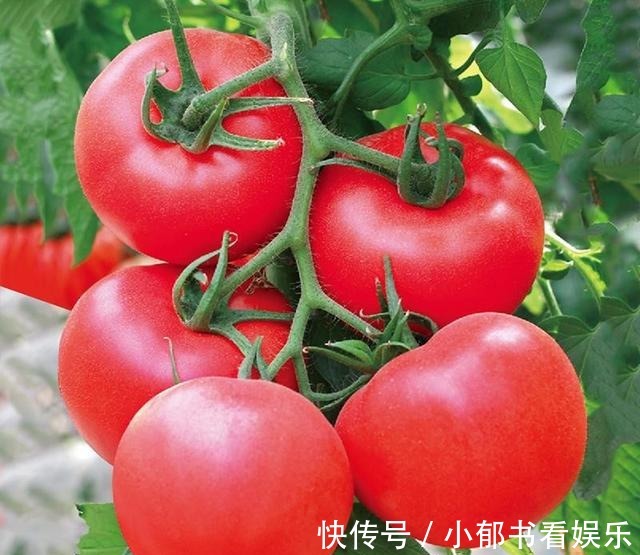 食欲不振|番茄牛肉汤这样做，简单易上手，酸爽开胃，专治食欲不振