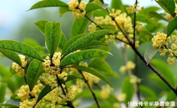 这花能飘香十里,家中种植一棵准没错了,忠贞之士是高尚的象征