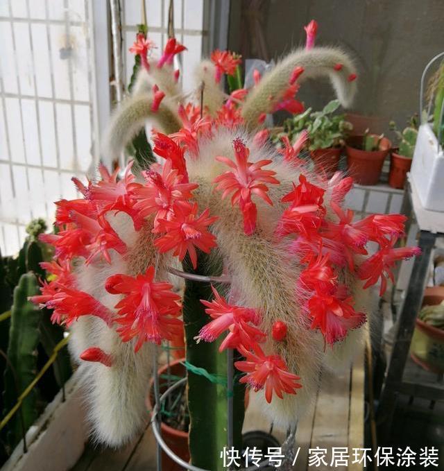 浇水|4种不娇气的花，管理很粗犷，照样能开花，枝叶美到爆