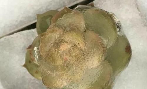 寒潮来袭，阳台养的多肉出现“这3级”冻伤，别扔掉还有救！