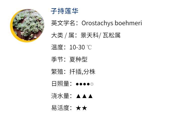  植物202大赛，它们的颜值实力你PICK嘛？