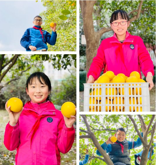 五年级|杭州春芽实验学校： “柚”遇见美好——春芽柚子节