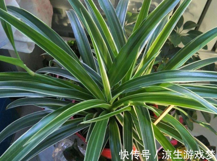 这3样绿植净化空气的效果不输专业仪器,难怪城里人家家都养