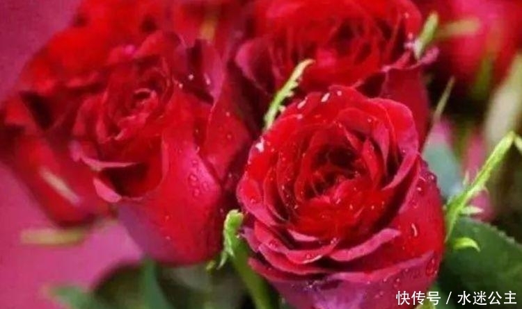 家养“3种花”,花大色艳花期长,盛开时繁花似锦,花色美轮美奂