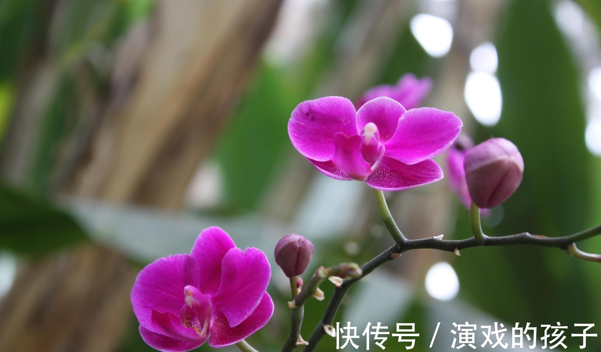 养殖|蝴蝶兰注意这4点,花苞绽放,越来越美