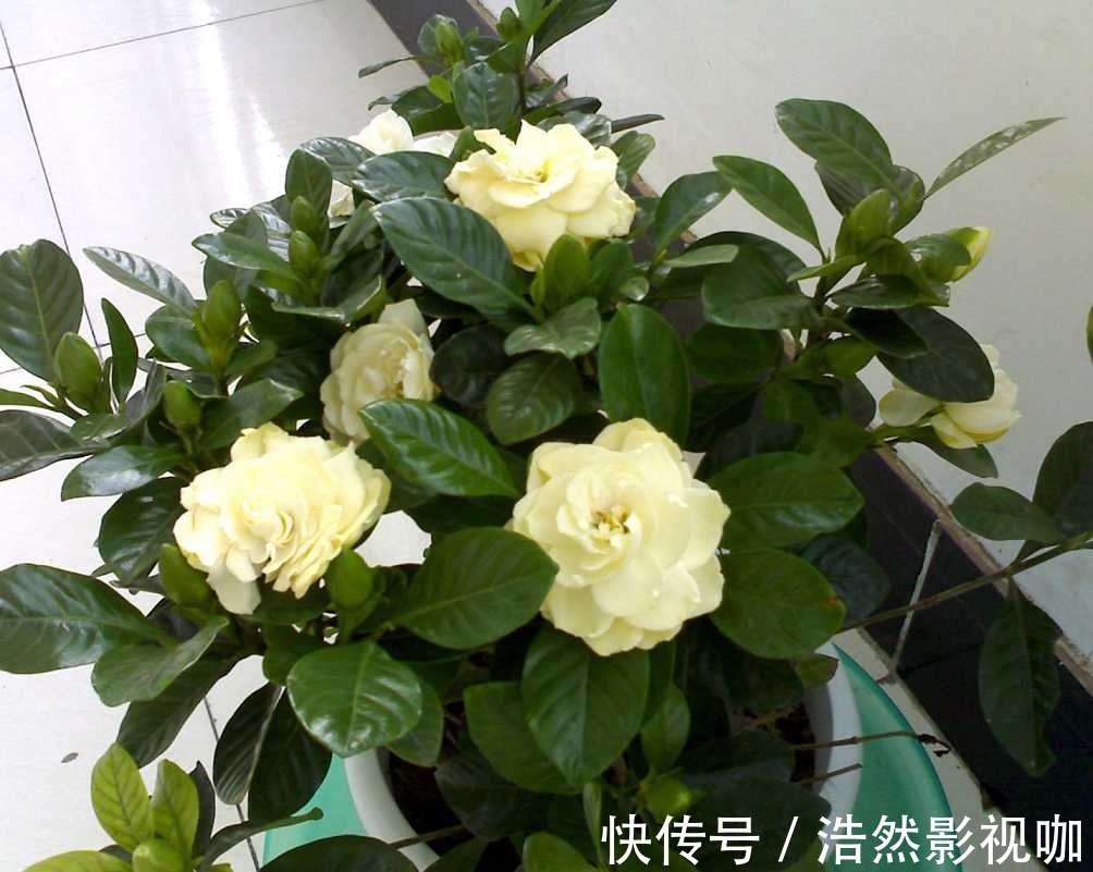 叶子|栀子花老爱长黄叶喷点“救命水”，叶子油绿窜花苞！