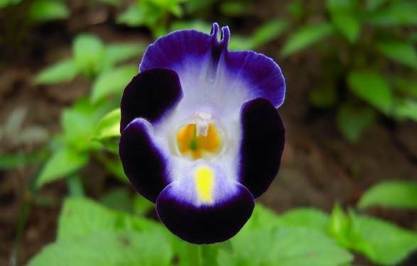 阳台特别适合养几种花，花朵硕大，惊艳四座，天天有花赏！