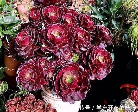 砍刀|多肉法师想“爆头”不用砍刀,3个方法不露痕迹,变成“伪老桩”!