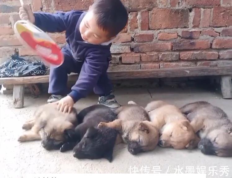 调皮|4岁萌娃哄狗宝宝睡觉,一口气哄睡5只,家长:轻松,家里安静多了