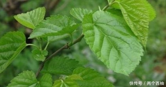 桑叶泡水太厉害了,男人女人都离不开,现在清楚还不晚