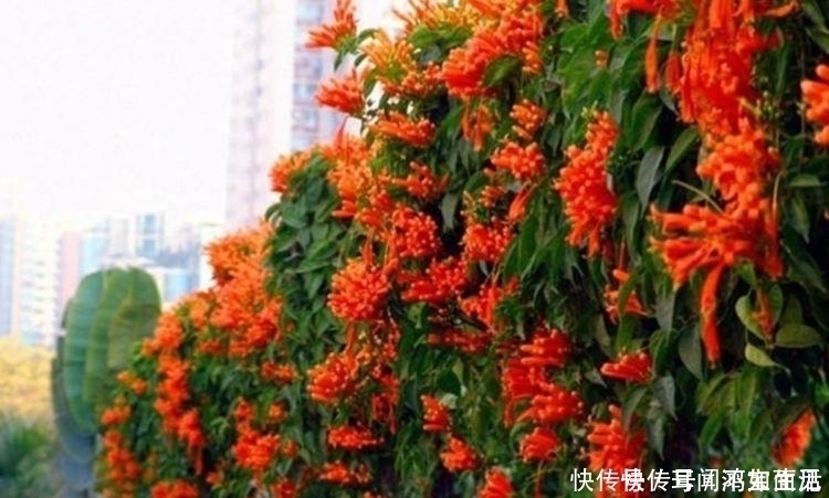 阳台上|养花试试此几款,花开繁盛,花朵大花期长