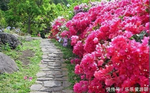 三角梅|最适合盆栽的三角梅,只要做到这几点,保准一年四季花开不断