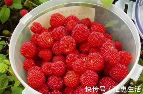 食物|人到中年想长寿，3种食物换着吃，健脾益气滋阴养胃，早吃早好！