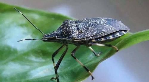 村里老人愛說：“有錢人吃鹿茸，沒錢人吃屁巴蟲”，屁巴蟲是啥