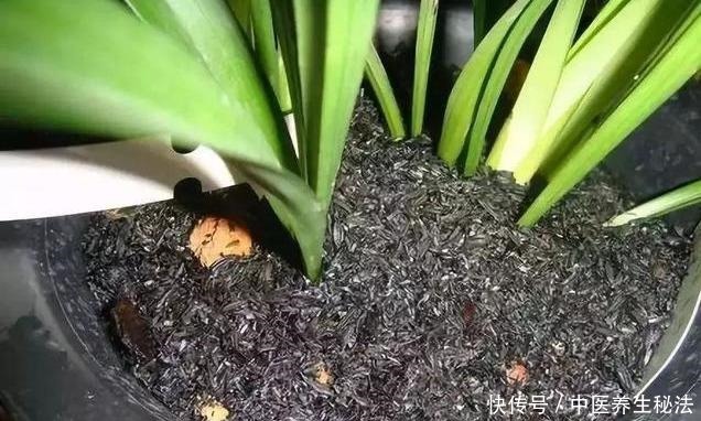几分钱的“小药片”磨成粉,花盆浇一点,比多菌灵强,养花一级棒!
