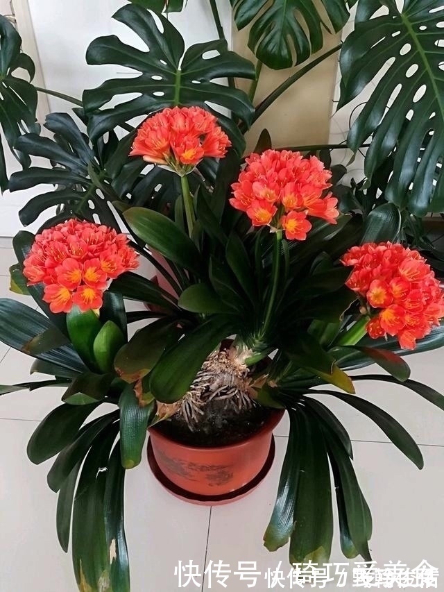 花友们|君子兰肥足长得壮，4种“肥水”轮着浇，10枝花箭一起蹿出来