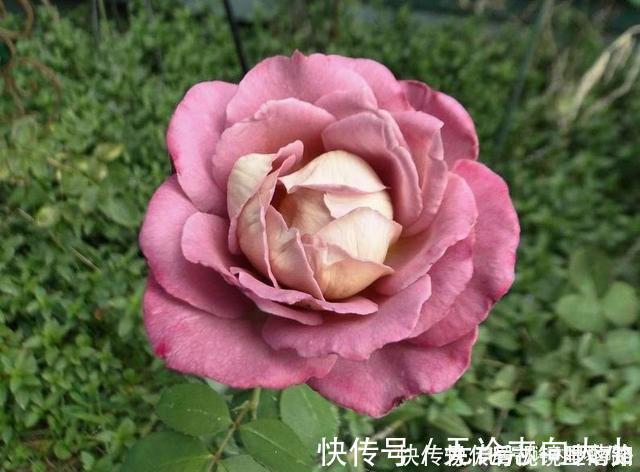 月季|20款紫色月季品种。浓香、抗病非常好养,天然紫色唯美盛开