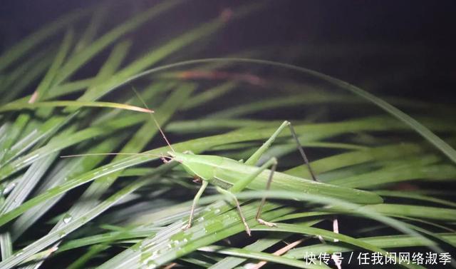 地球一小时︱探秘自然之夜,为地球发声