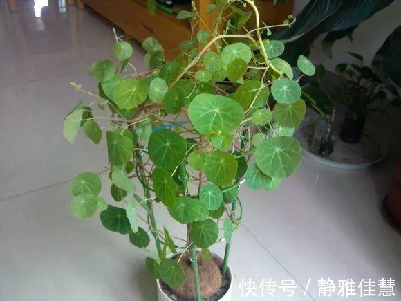 大肚子|6种耐旱花，“大肚子”里面都是水，一个月不浇也没事！