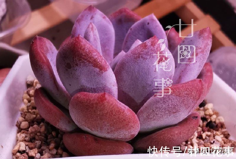 新手养多肉不会浇水？1个小技巧，看一看捏一捏，轻松控水出状态