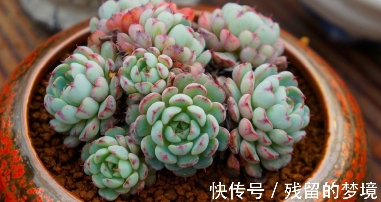 种植多肉,搞不清品种、晒太阳、浇水、通风问题,养再多都白费