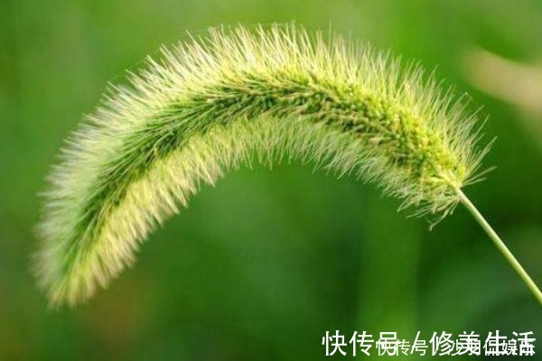 狗尾草|默默无闻的狗尾巴草，泡水喝竟有4个好处，男人女人都需要！