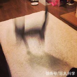 长颈狗|全球的猫都想屏蔽这个日本人,他到底做了多少沙雕手办?