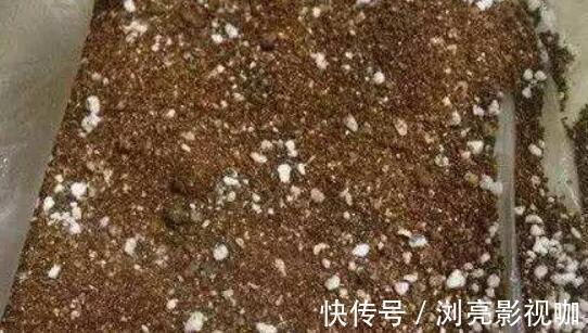移栽|繁殖虎皮兰，用这“2种方法”扦插，20天冒白根，一盆养出好几盆