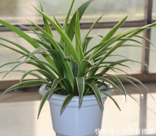 金边吊兰怎么养护,掌握三个技巧,1个月爆盆,蹭蹭长成“瀑布”