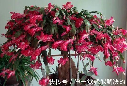 蟹爪兰只长了几个花苞,该怎么养爆盆调整4点,呼啦啦开不停