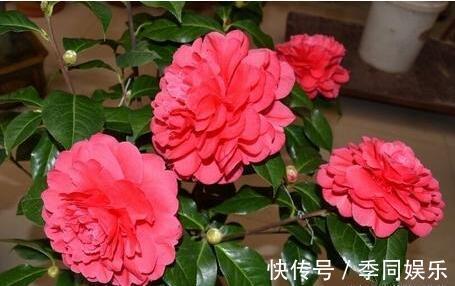 此养花“利器”根本不花钱,路边抓3把,扔进花盆就疯长,猛开花