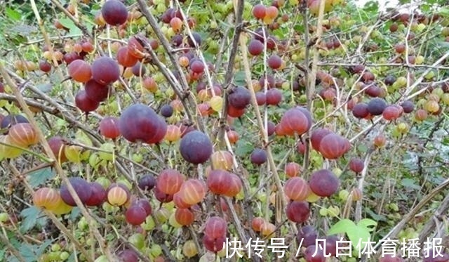 灯笼果|路旁一种野果,营养丰富价值高,目前33元一斤,你们认识吗?