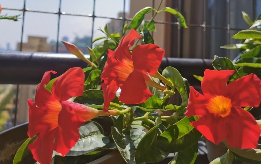 修剪|夏季养什么花？栽飘香藤，满足3条件，成就一道靓丽风景