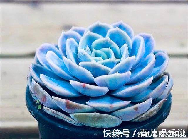 意境|10款意境深远的蓝色系多肉！养成老桩美呆了！越养越爱！