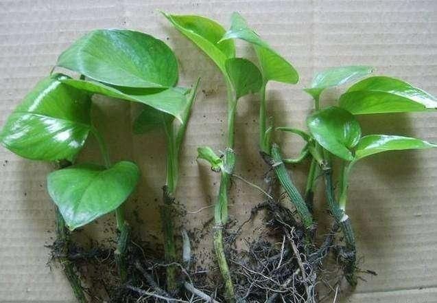 秋凉扦插“3种花”，枝条沾上“水土”，7天呼呼冒白根