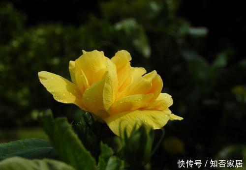 花卉|此花开花太漂亮,花色金黄,美得发光,是阳台盆栽佳品!