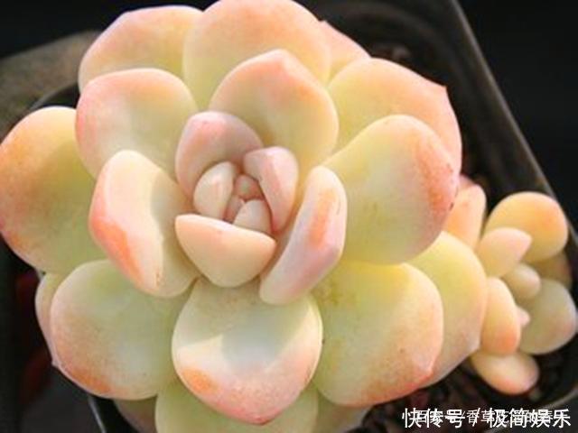 季节|秋冬季节多肉该红的还不红,该包的也不包,不能只怪光照少温差小