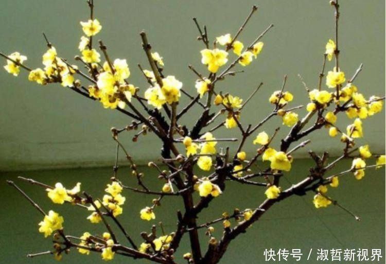 家里要养4种花,开花吉祥又喜庆,比牡丹还美,年年开花美翻