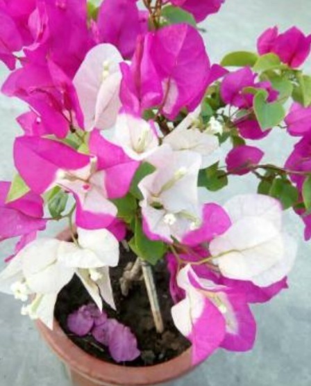 “绿叶双色”三角梅,开花只有一种色教你“2招”,开出多色花