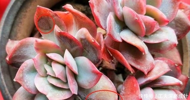 多肉叶片发黑、变透明、掉落,是在向我们释放“求救信号”!