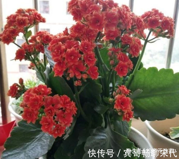阳台养此款花卉，一条枝上千朵花，花开繁盛惹人爱，绚丽夺目
