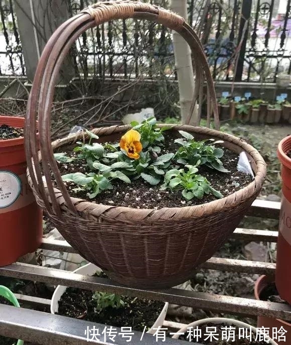 邻居捡破烂养花,全家都反对,栽上花后都笑了!