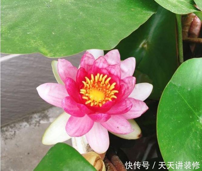 最适合新手养的4种花，沾土就能活，招财又开运，你养了吗？