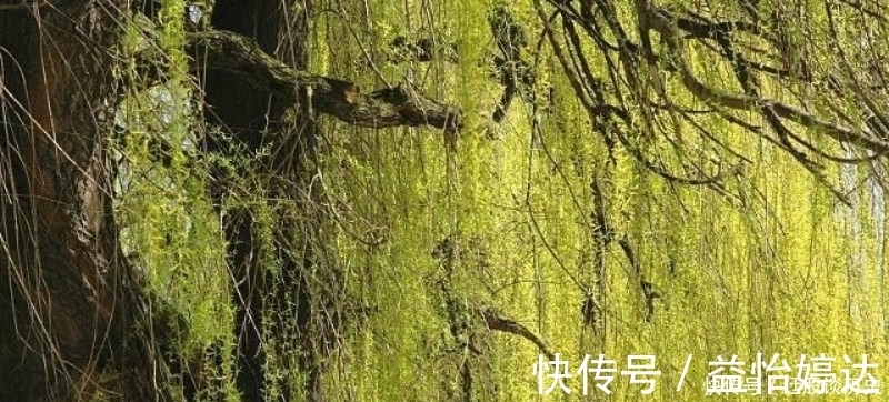 这首诗@杨万里这首诗清新脱俗,表现手法更是高超,成为宋诗里的咏柳名篇