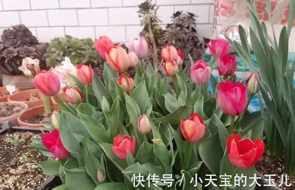 记录一下我养过的花，1000多盆都有啥